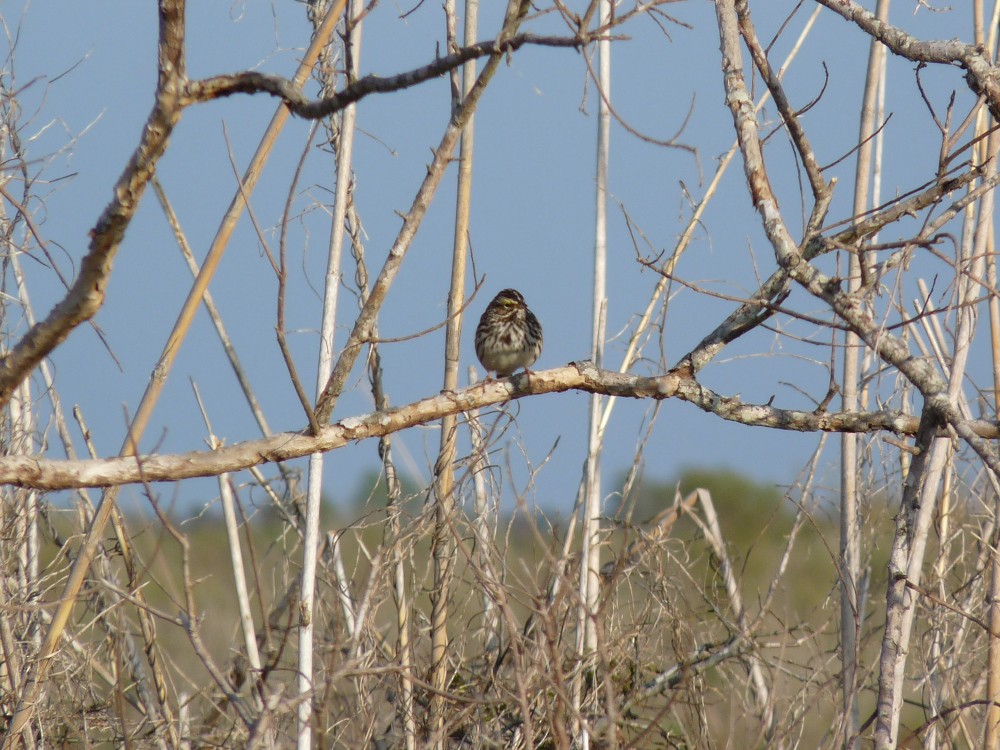 Savannah Sparrow - ML647045397