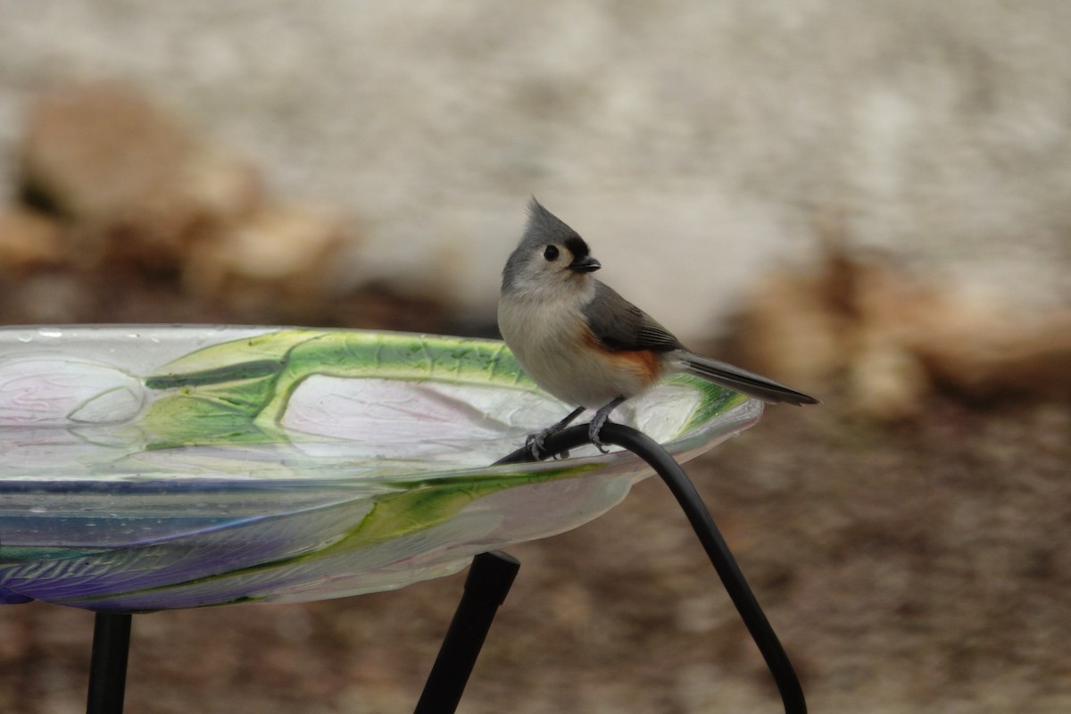 Tufted Titmouse - ML647045398