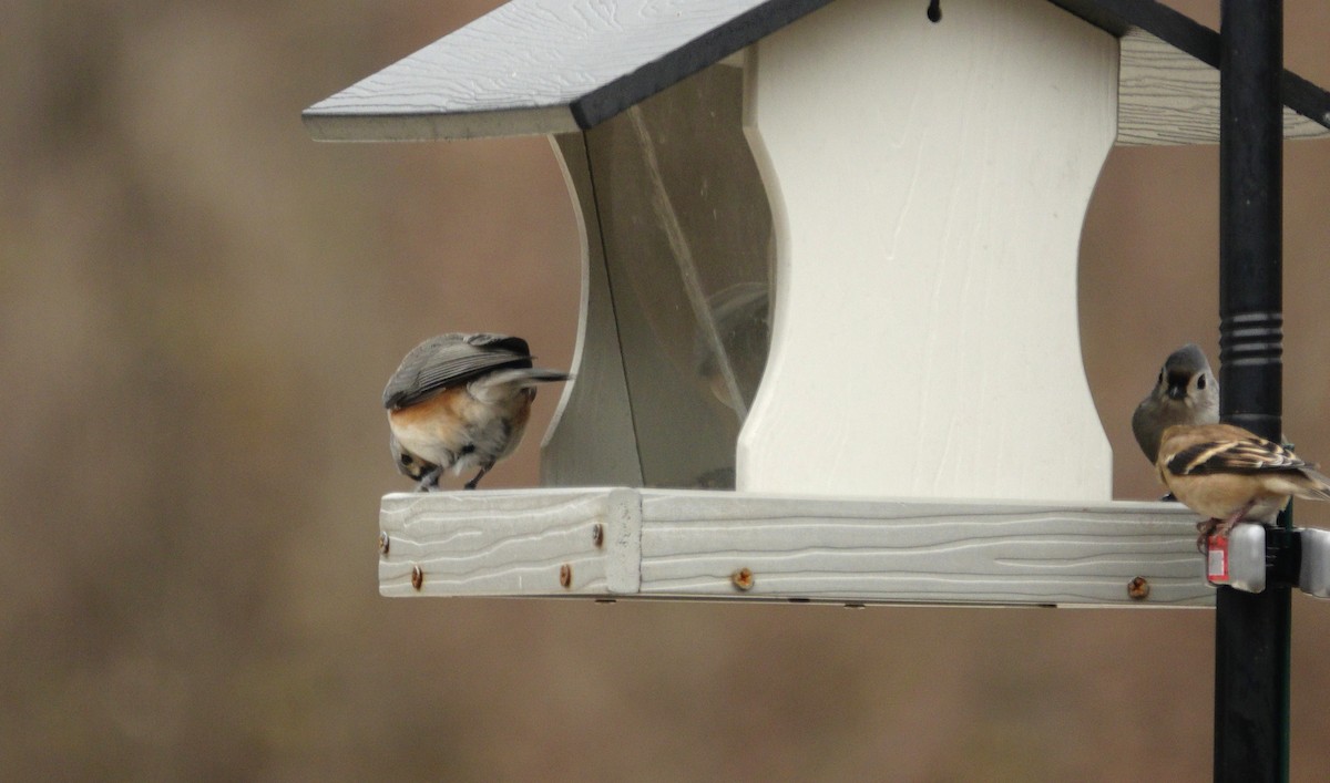Tufted Titmouse - ML647045399