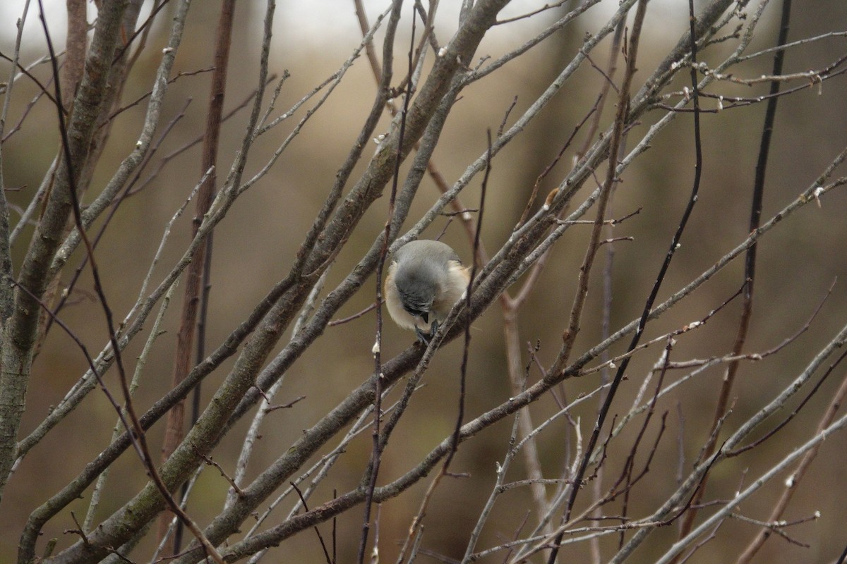 Tufted Titmouse - ML647045400