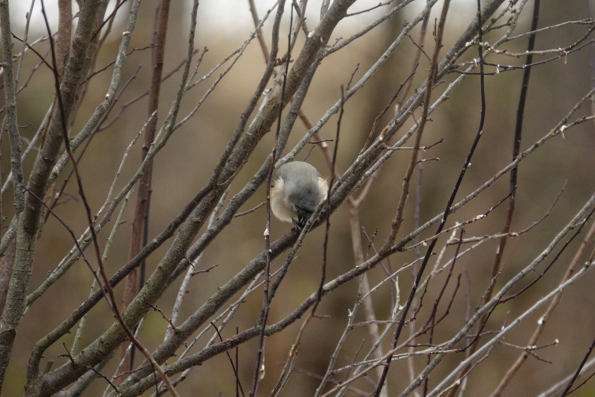 Tufted Titmouse - ML647045401