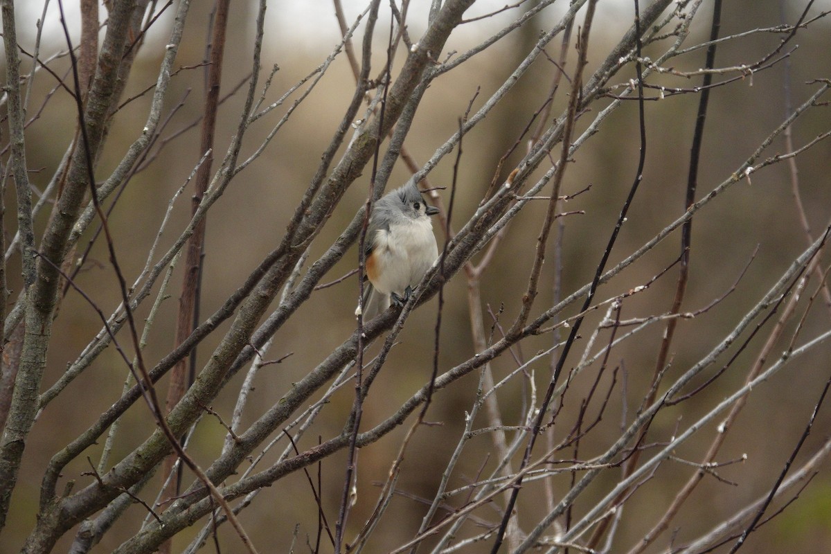 Tufted Titmouse - ML647045402