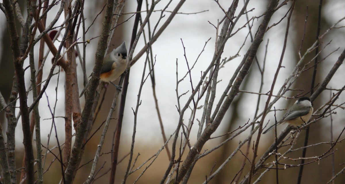 Tufted Titmouse - ML647045403