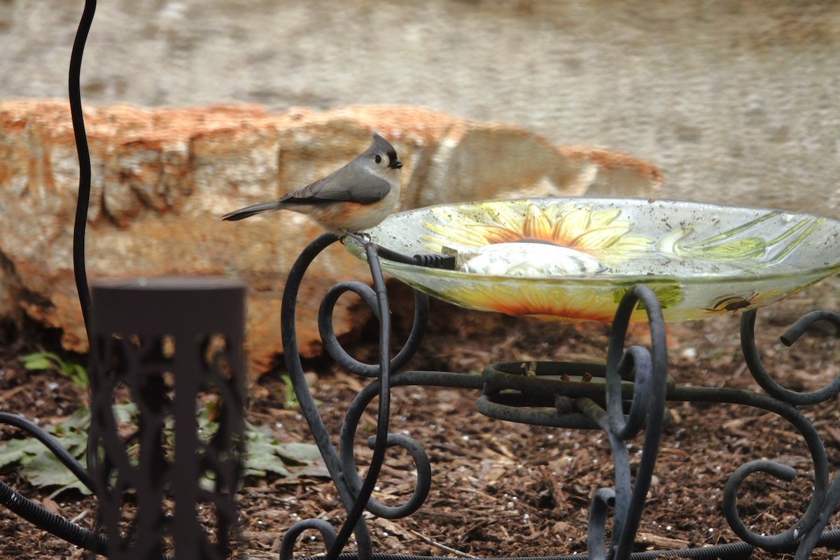 Tufted Titmouse - ML647045404