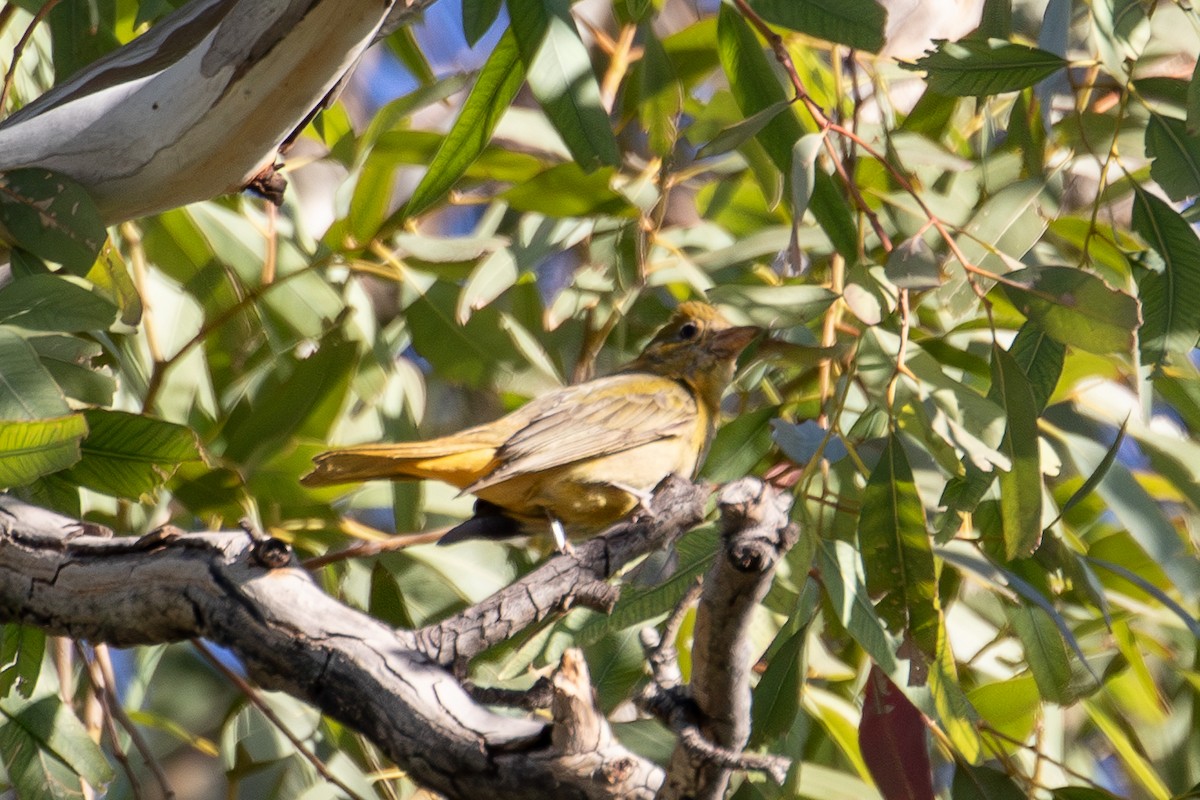 Summer Tanager - ML647045405