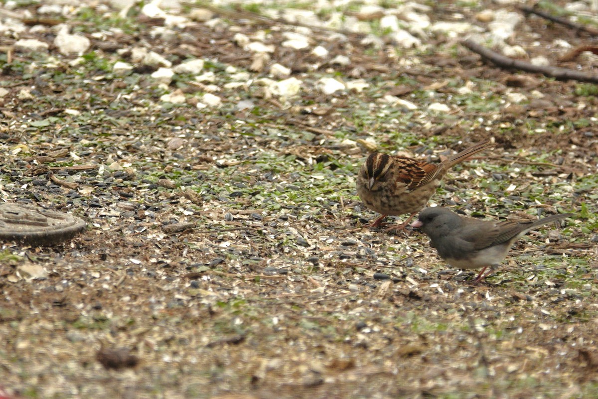 White-throated Sparrow - ML647045409