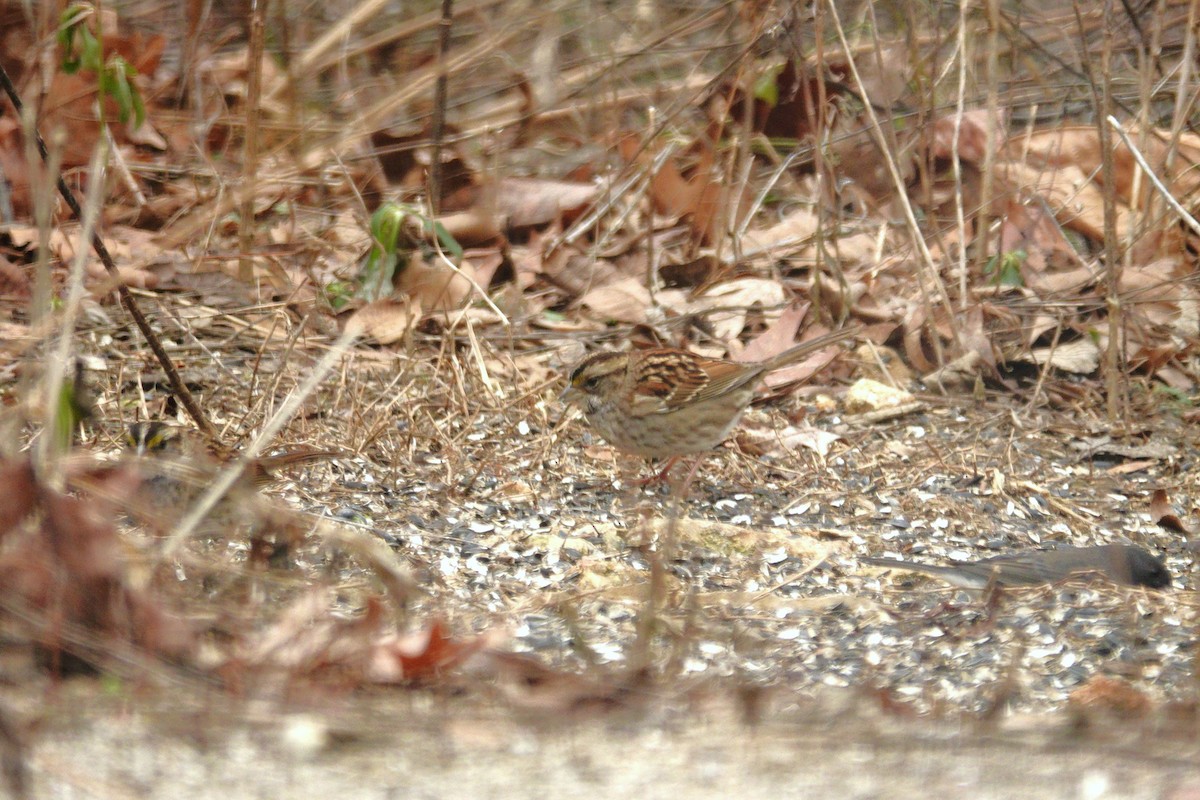 White-throated Sparrow - ML647045410