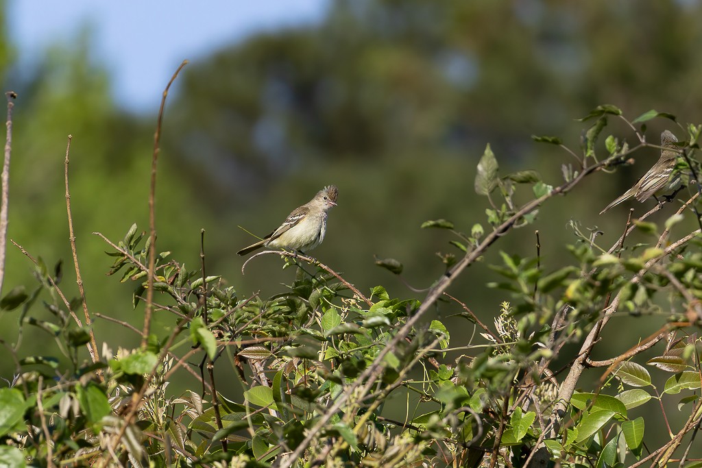 Желтобрюхая эления - ML647045411