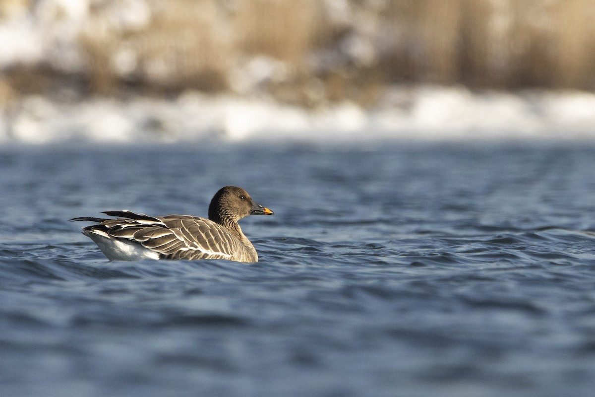 凍原豆雁 - ML647045414