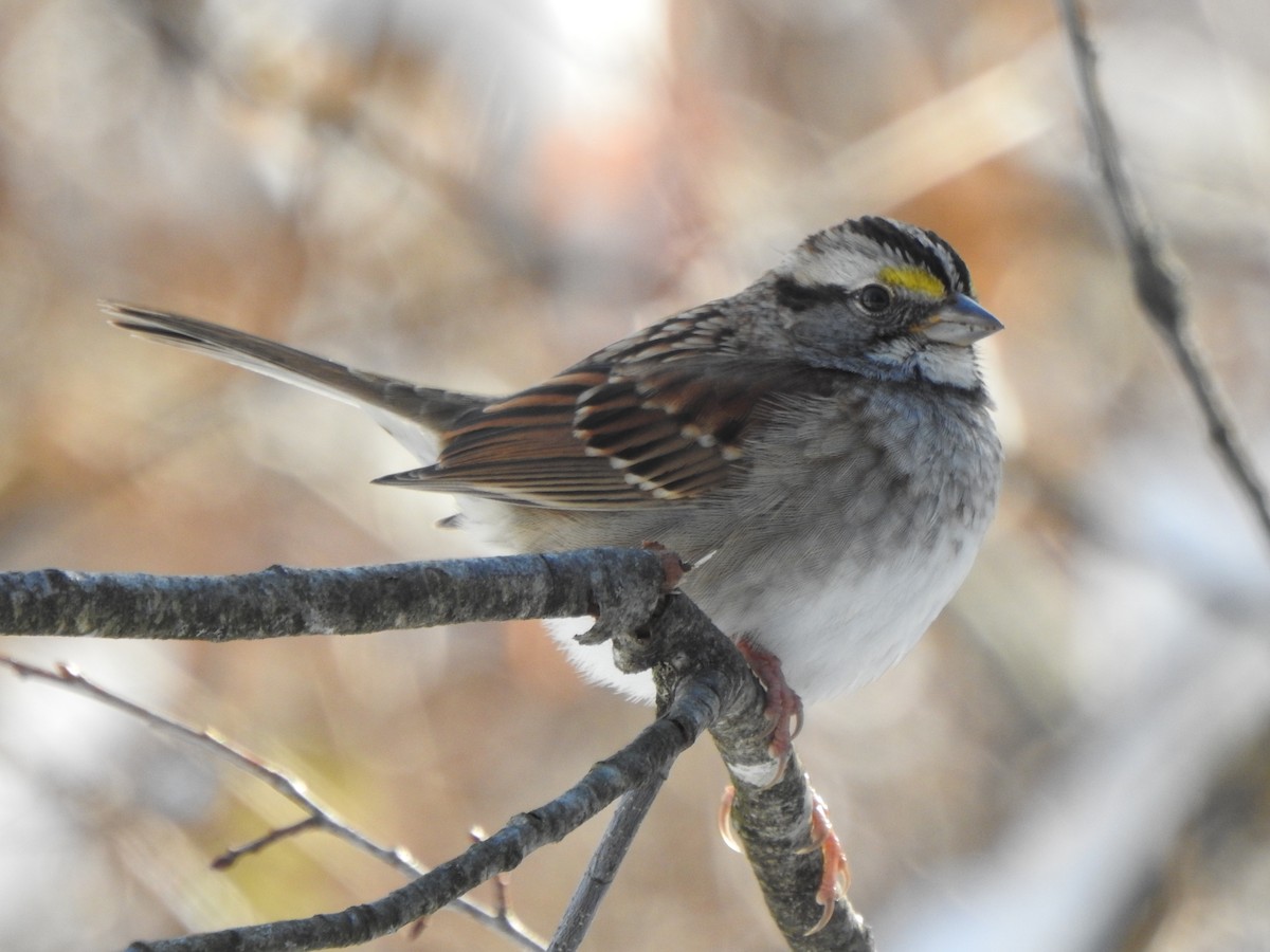 Chingolo Gorjiblanco - ML647045417