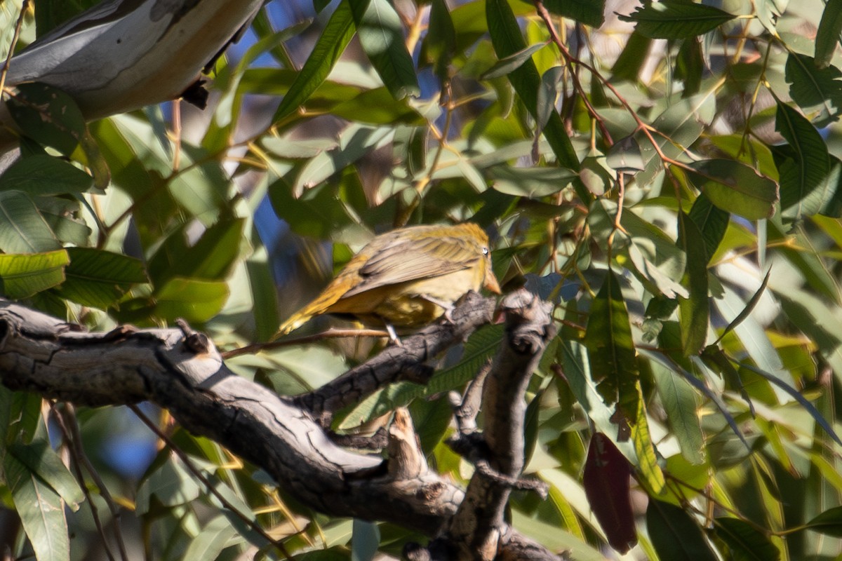 Summer Tanager - ML647045418