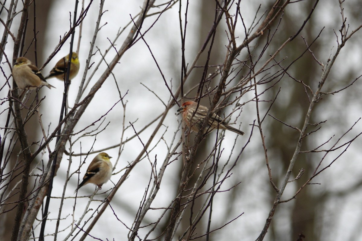House Finch - ML647045420