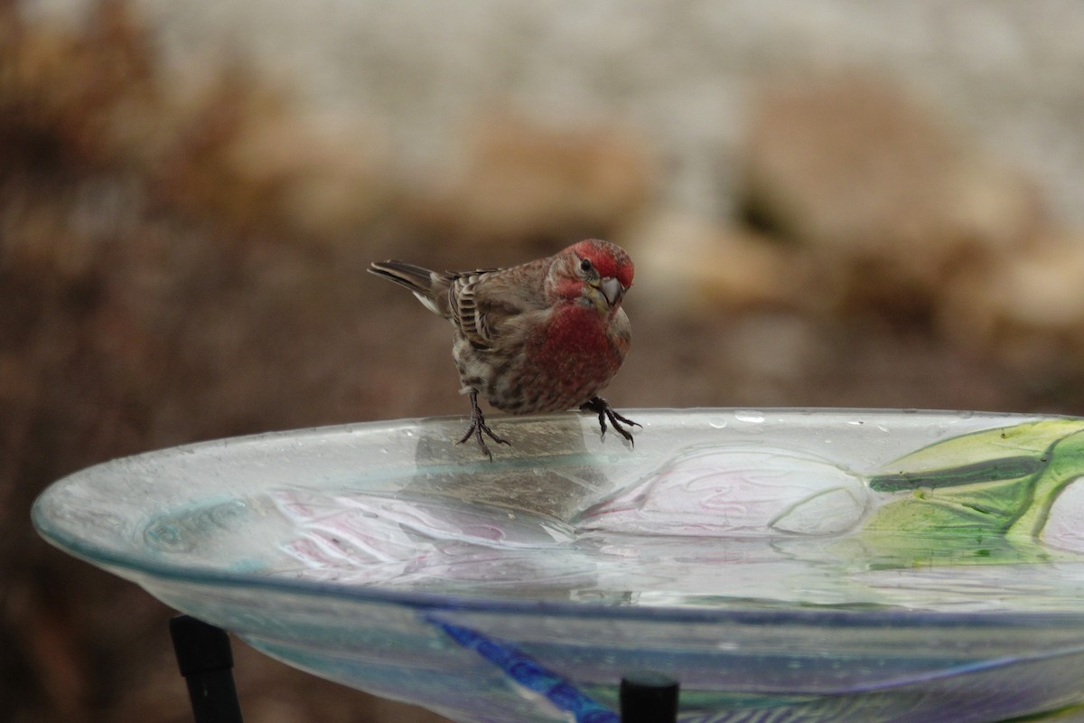 House Finch - ML647045421