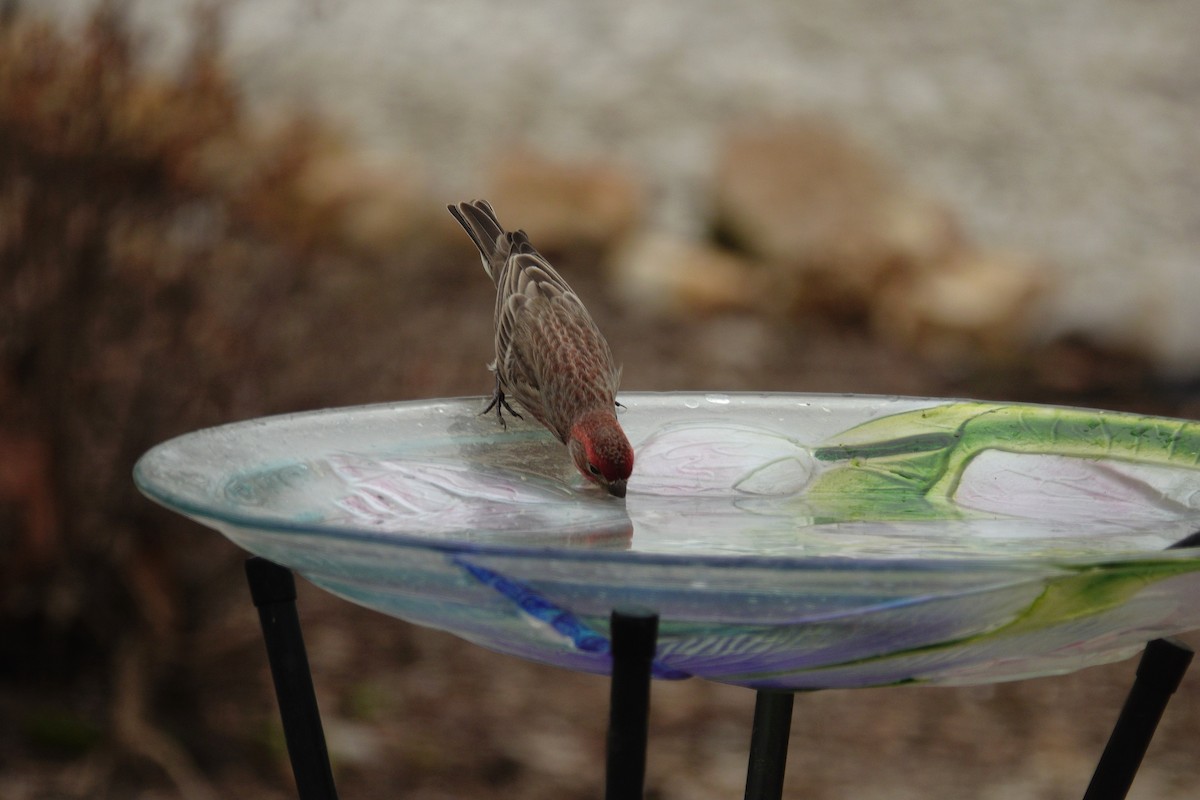 House Finch - ML647045422