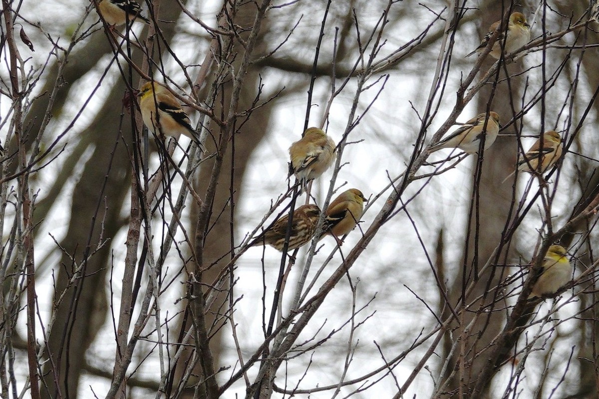 Roselin pourpré - ML647045434