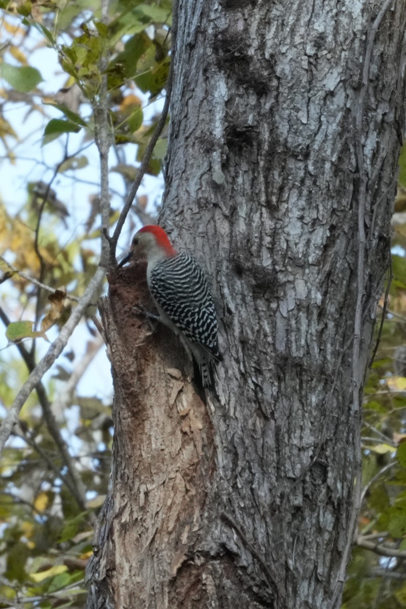 datel karolínský - ML647045438