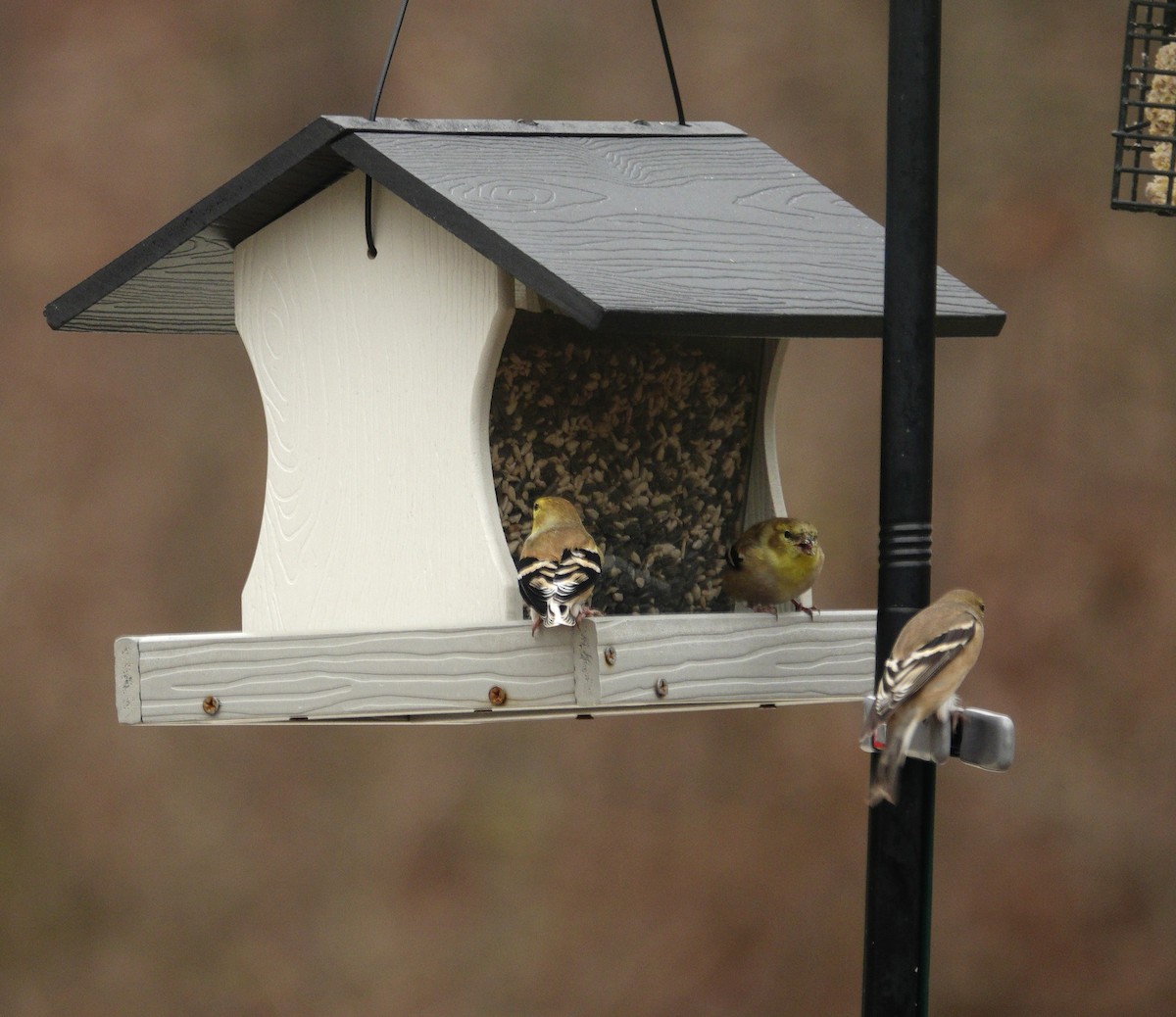 American Goldfinch - ML647045440
