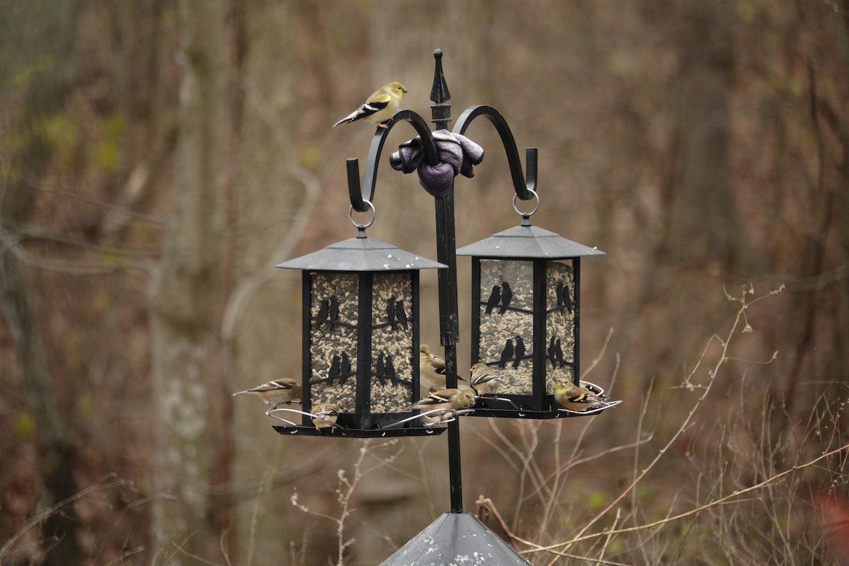 American Goldfinch - ML647045441