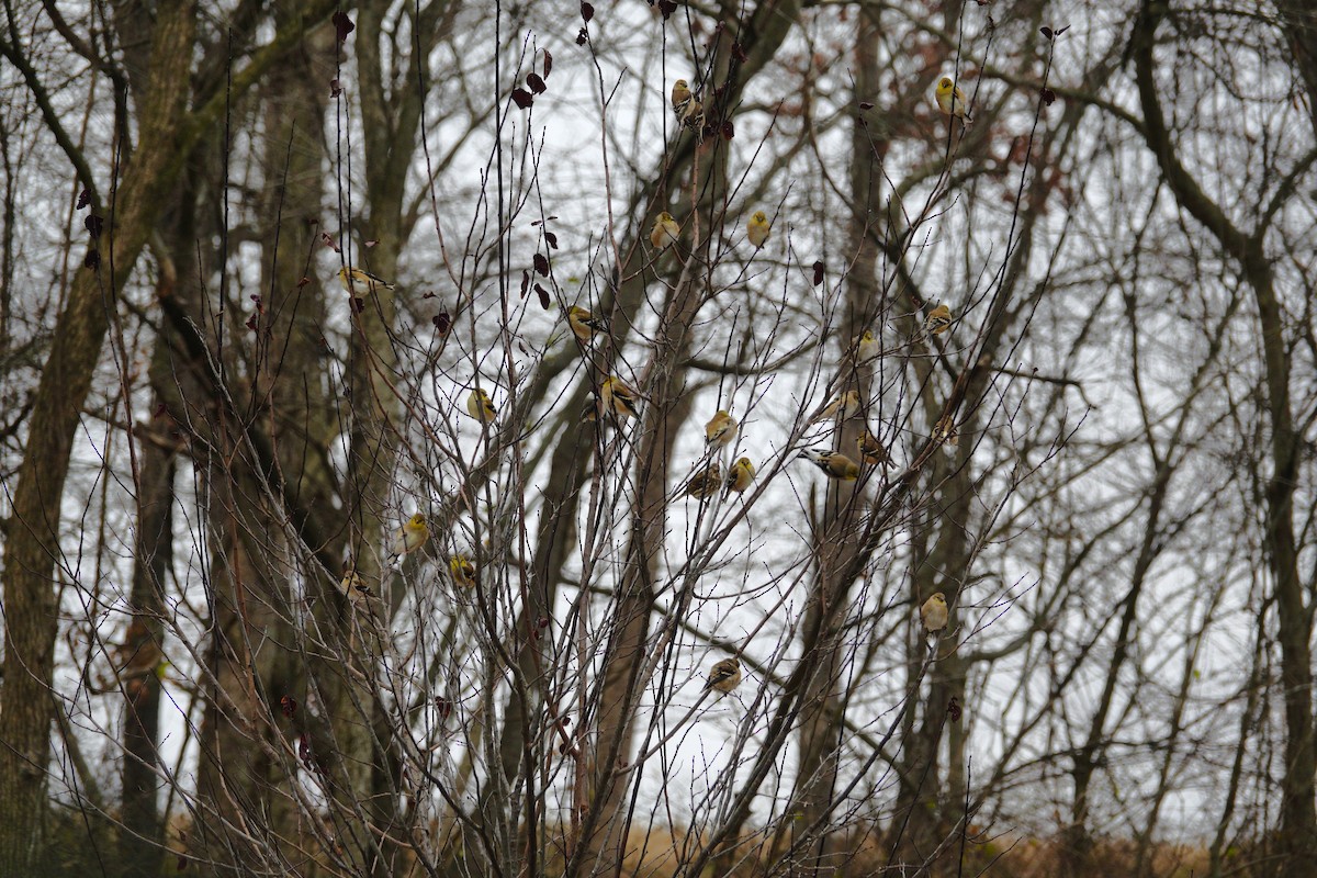 American Goldfinch - ML647045442