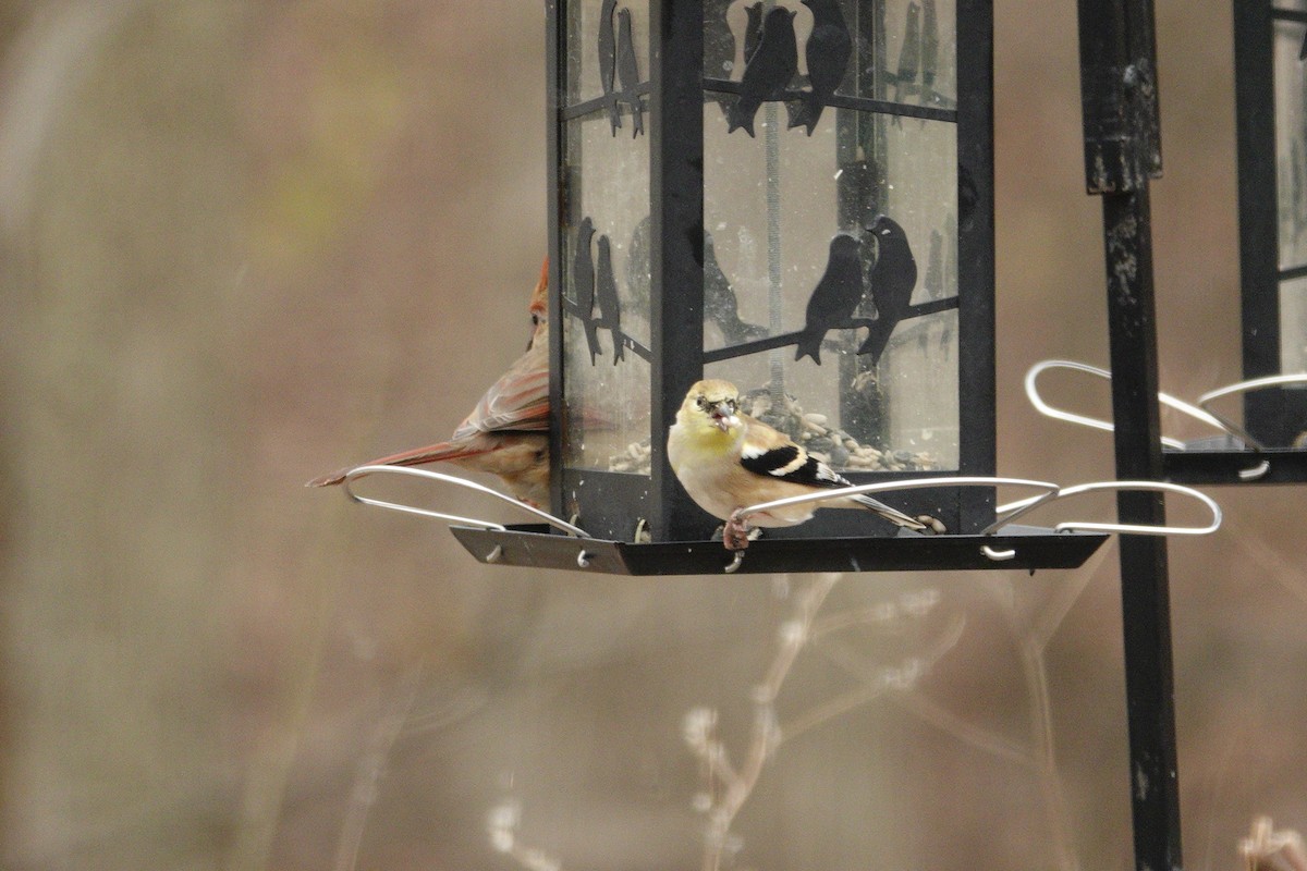 American Goldfinch - ML647045443