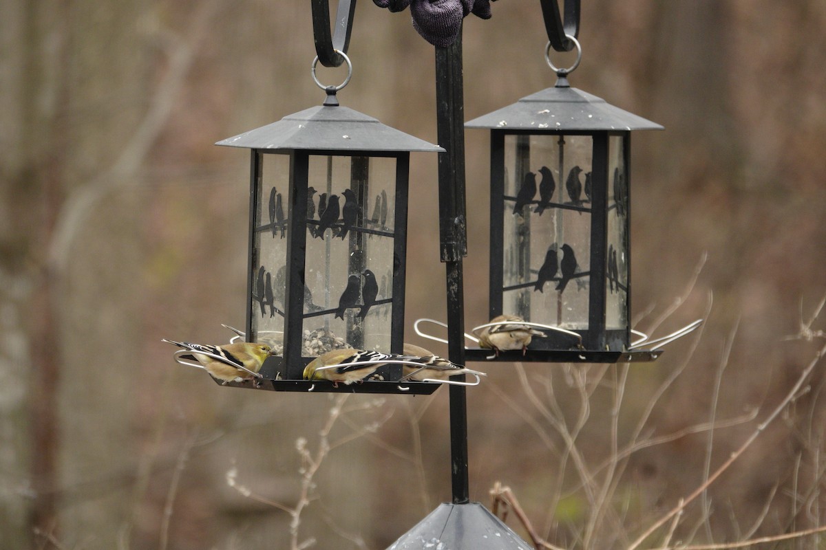 American Goldfinch - ML647045444