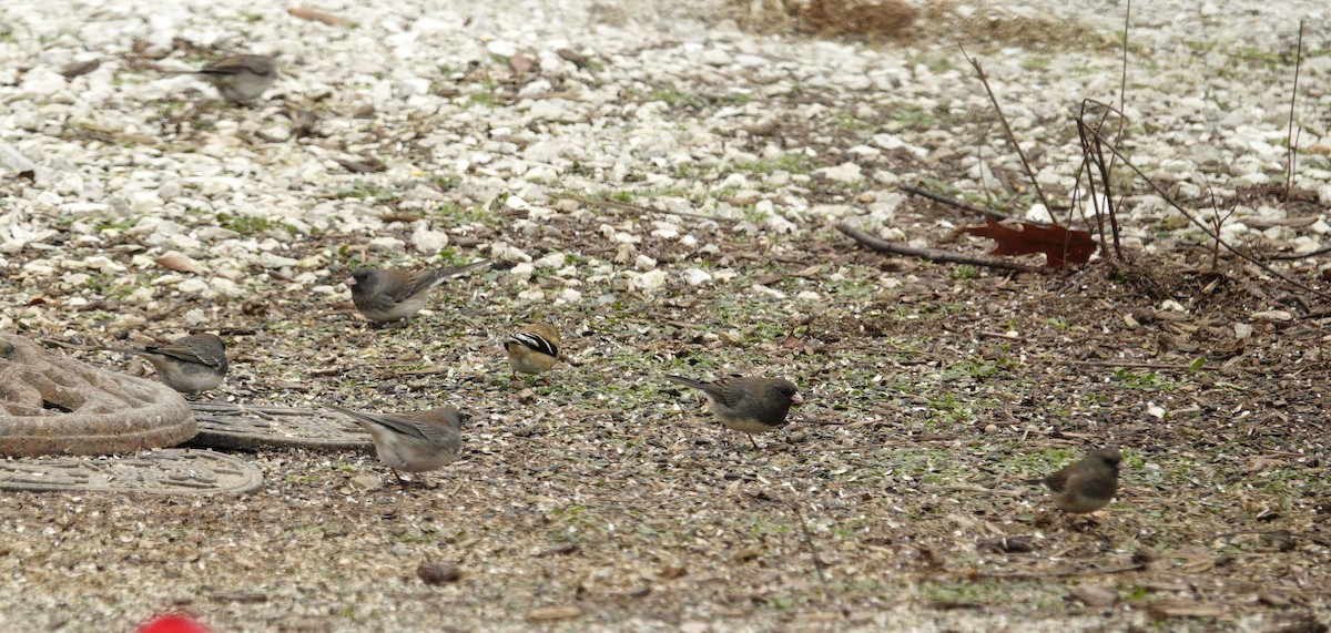 Dark-eyed Junco - ML647045452