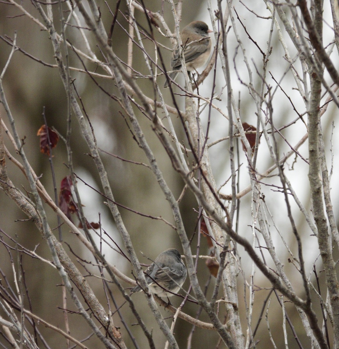 Dark-eyed Junco - ML647045453