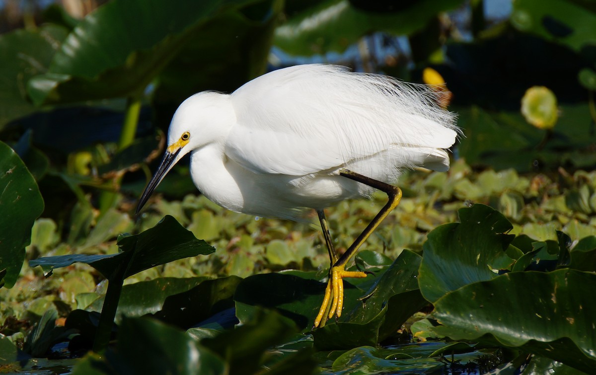 volavka bělostná - ML647045454