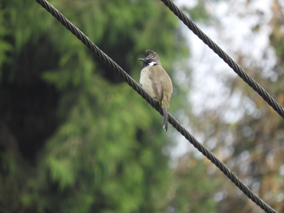 Himalayan Bulbul - ML647045456