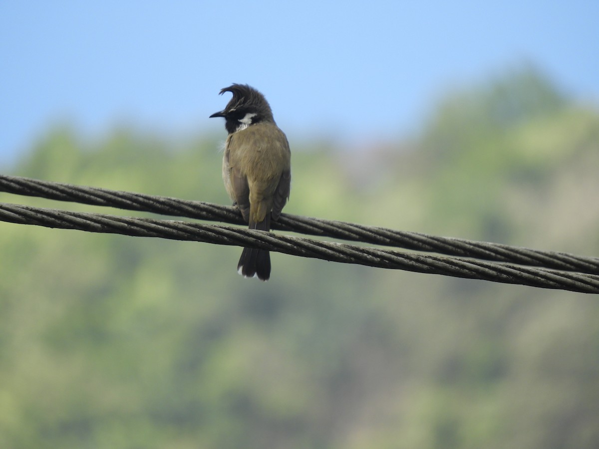 Himalayan Bulbul - ML647045457