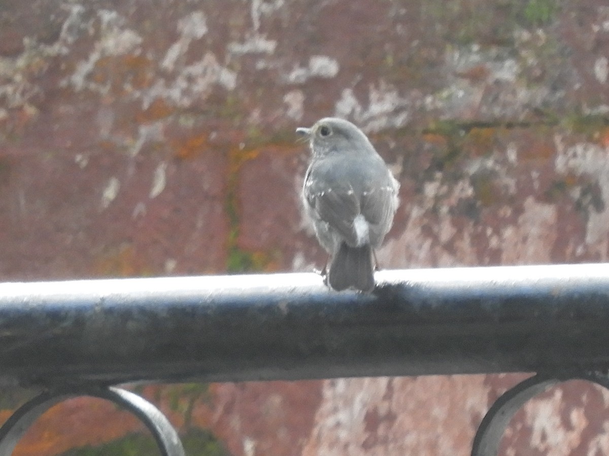 Plumbeous Redstart - ML647045473