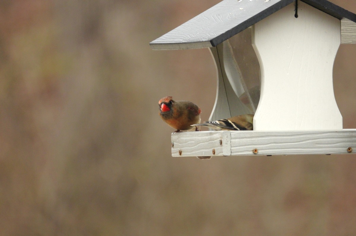 Northern Cardinal - ML647045477