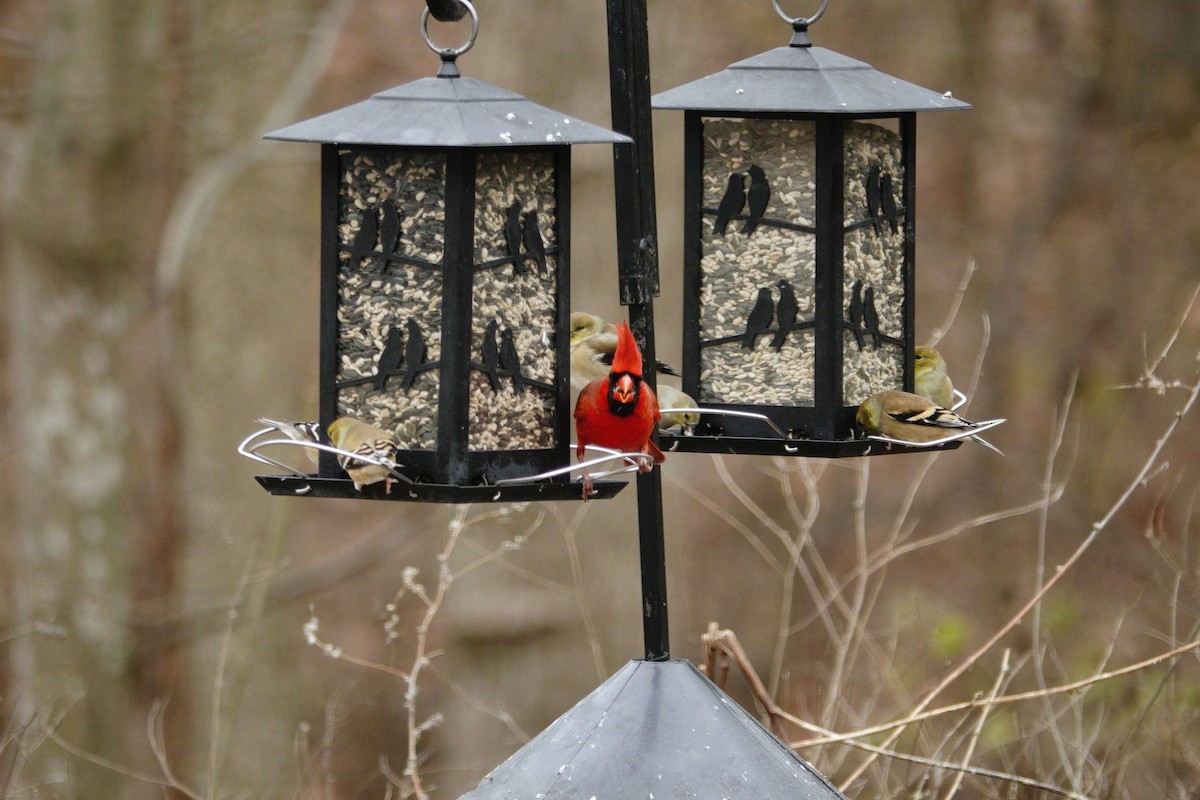 Northern Cardinal - ML647045478