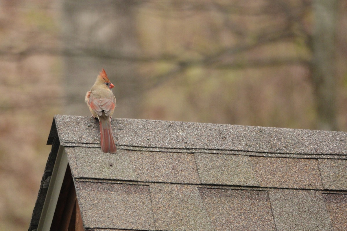 Northern Cardinal - ML647045479