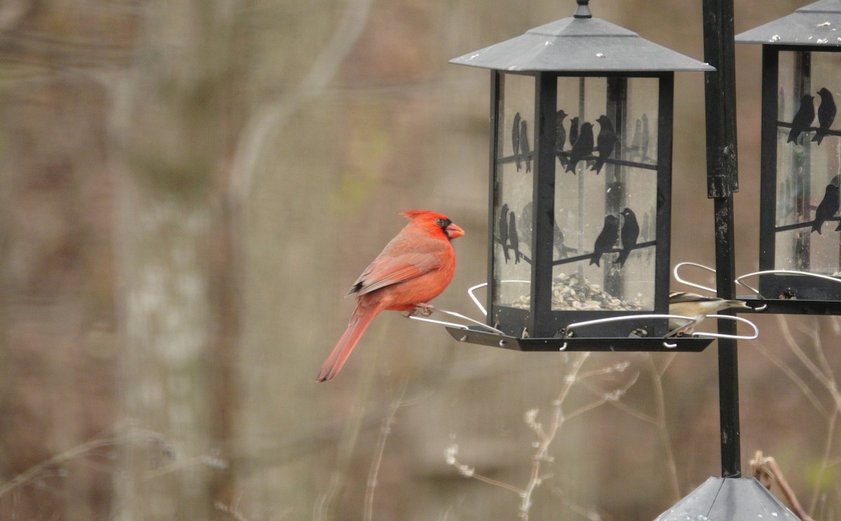 Northern Cardinal - ML647045480