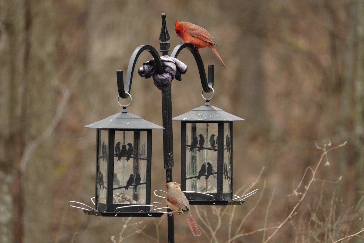 Northern Cardinal - ML647045481