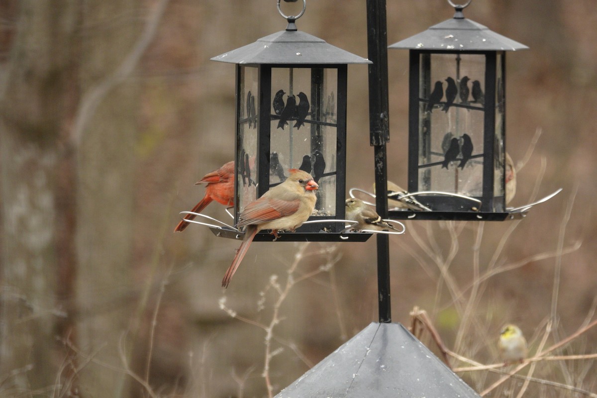 Northern Cardinal - ML647045482