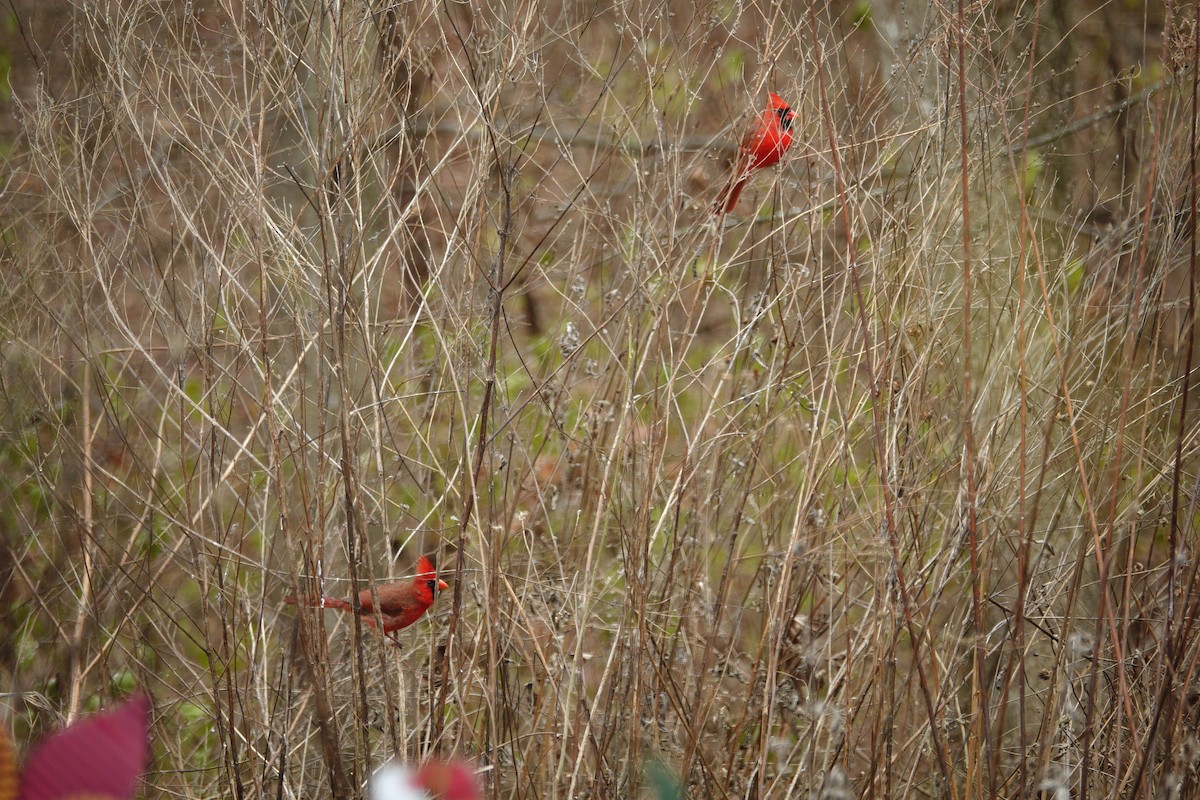 Northern Cardinal - ML647045483