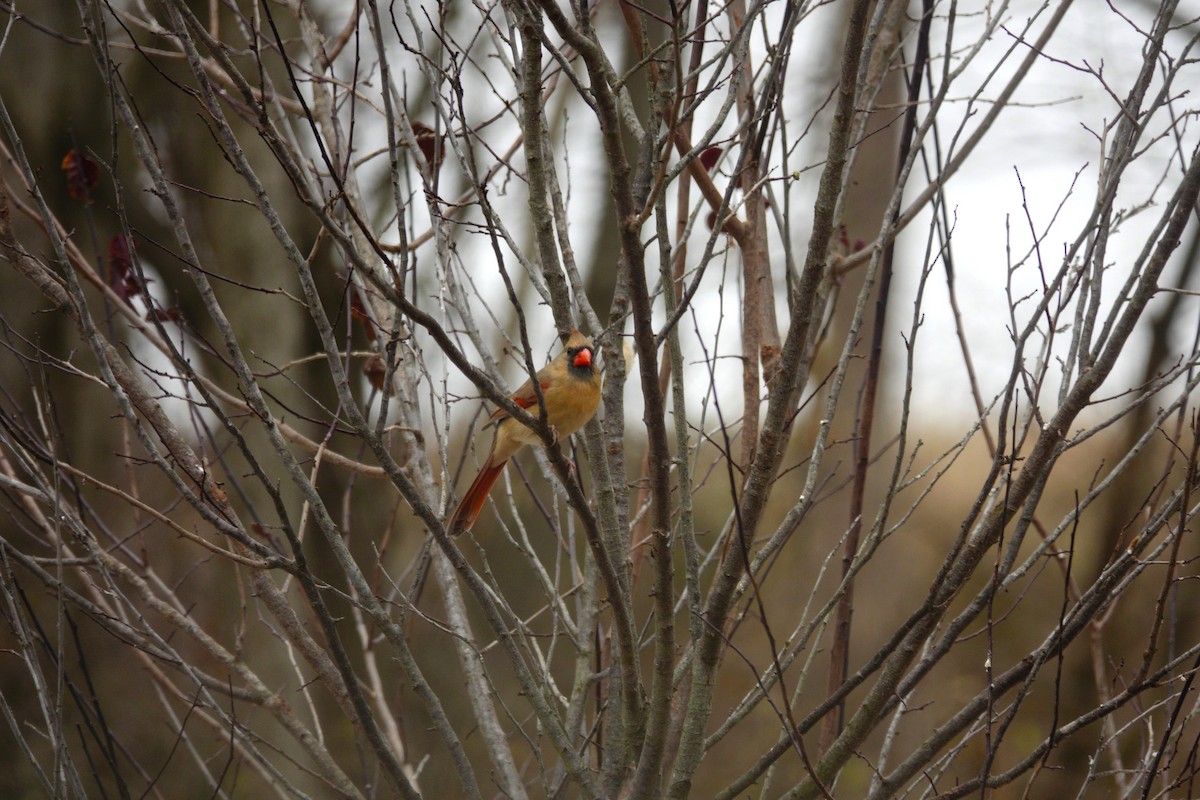 Northern Cardinal - ML647045484