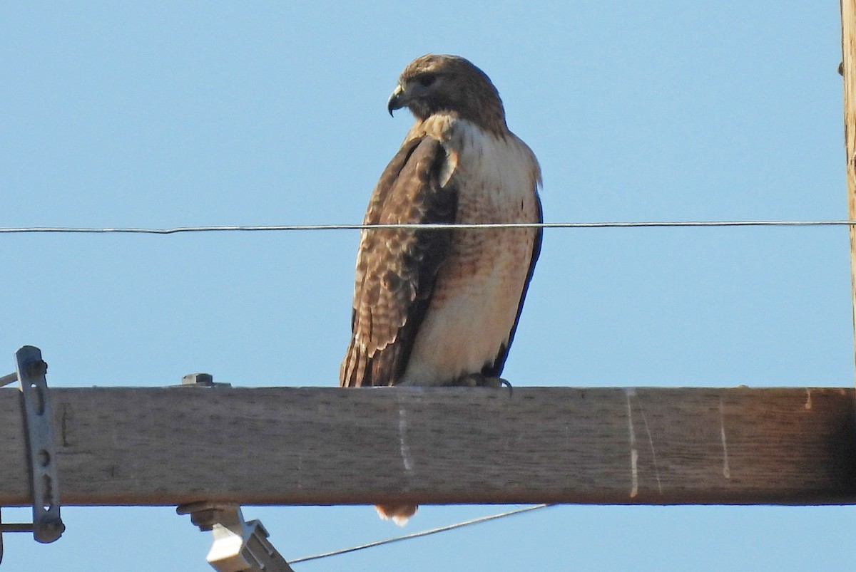 Red-tailed Hawk - ML647045494