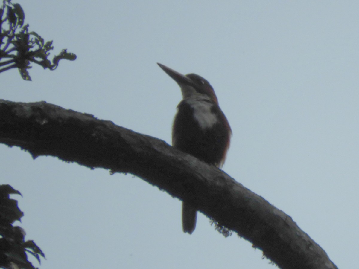 White-throated Kingfisher - ML647045498