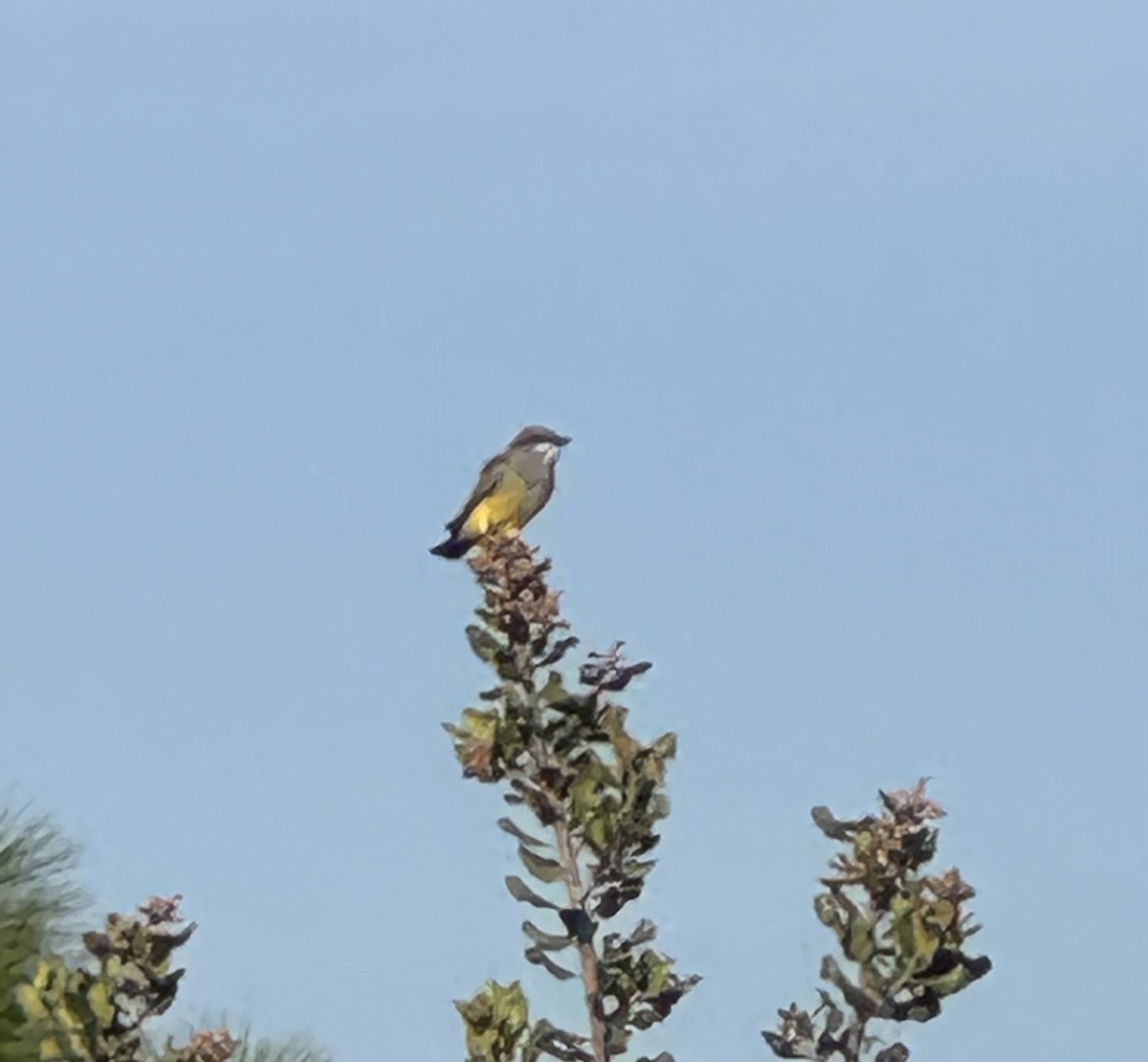 krattkongetyrann - ML647045499