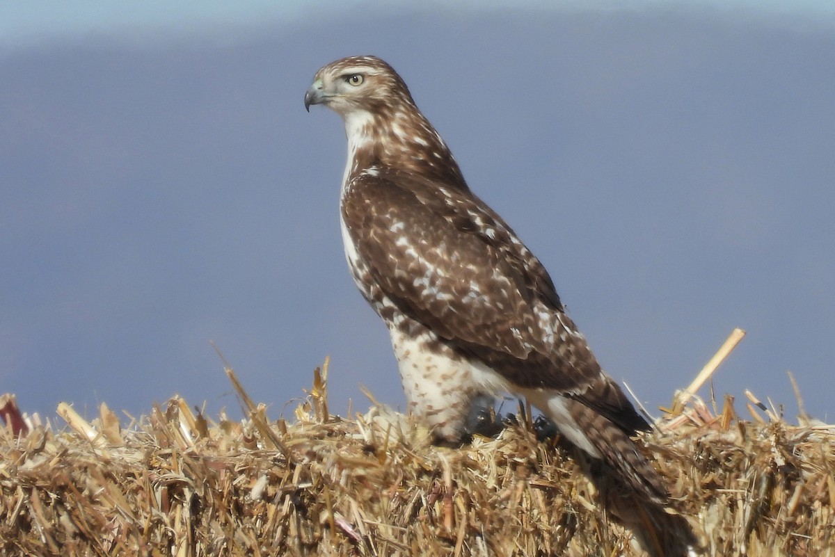 Red-tailed Hawk - ML647045502