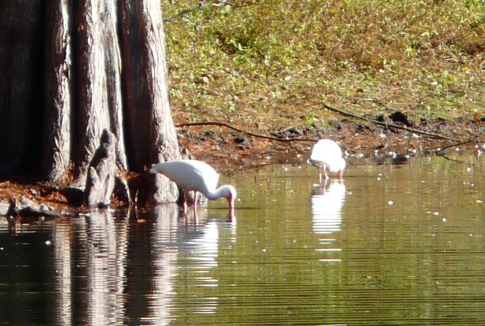 White Ibis - ML647045506