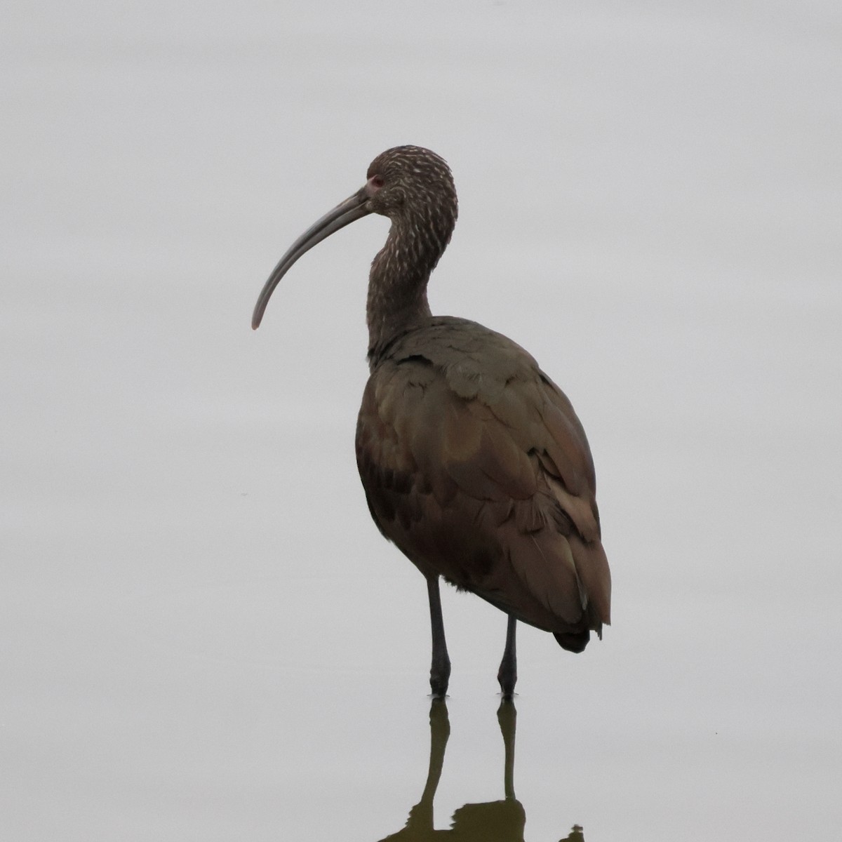 Beltzaran musuzuria - ML647045507