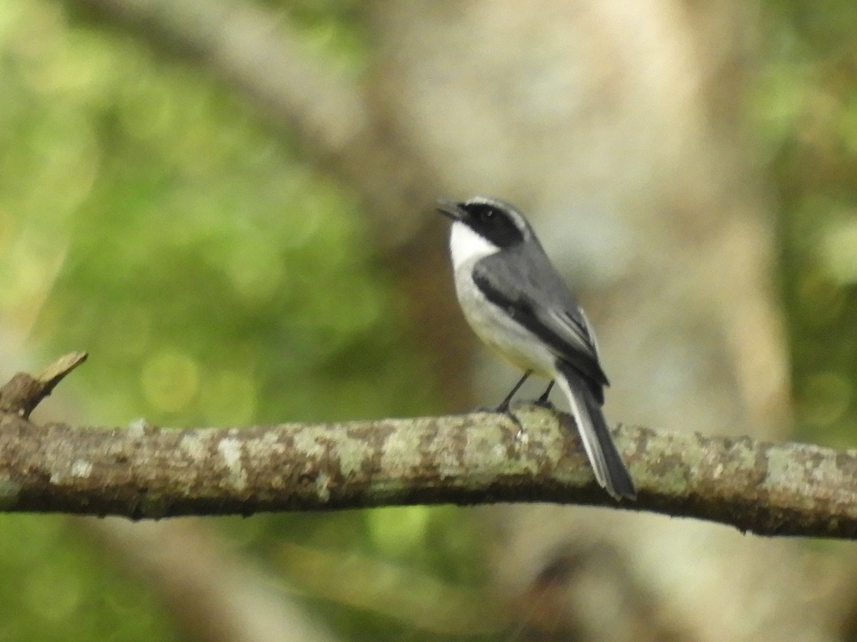 Gray Bushchat - ML647045509