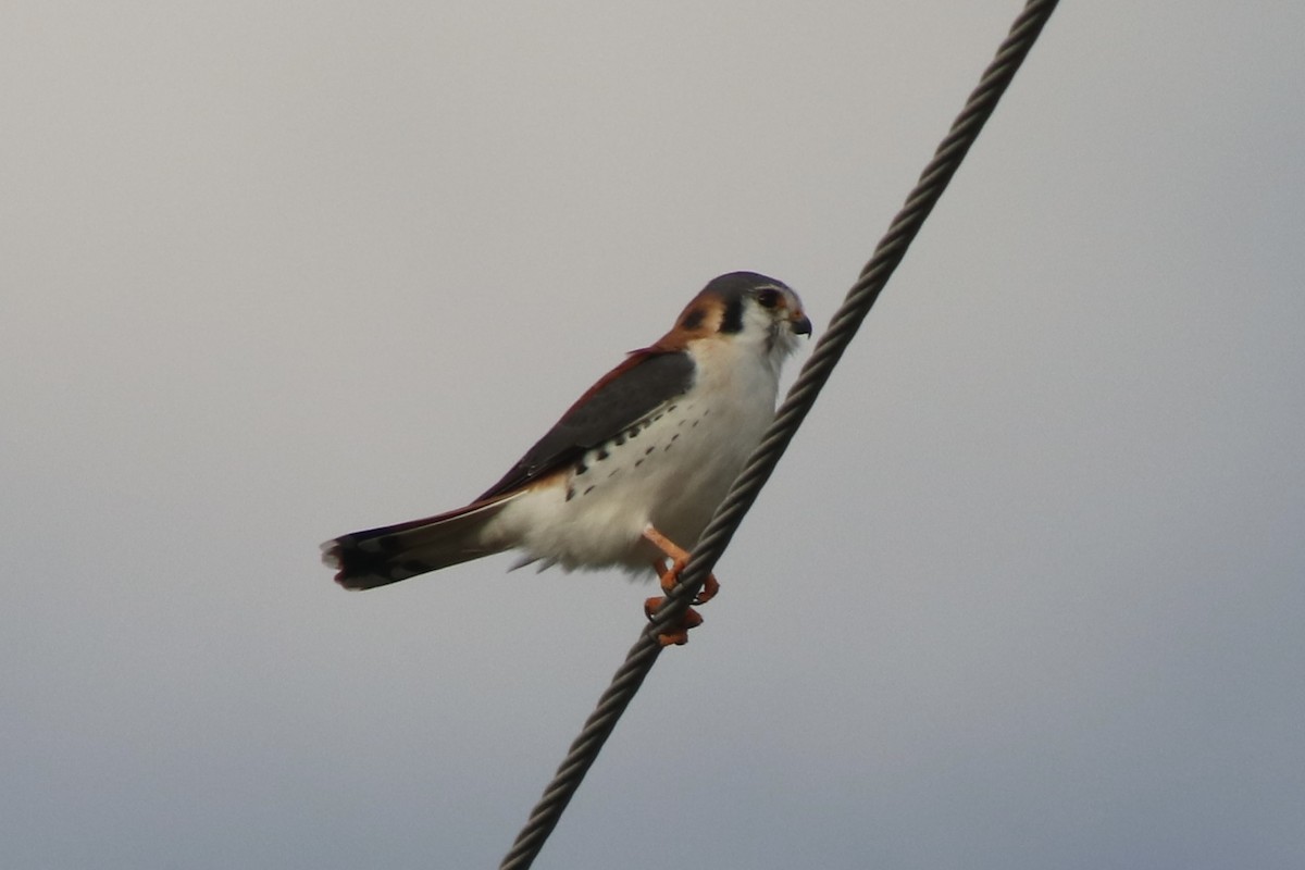 Belatz amerikarra - ML647045510