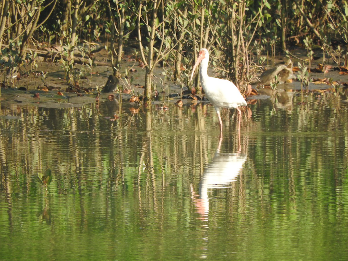 White Ibis - ML647045517