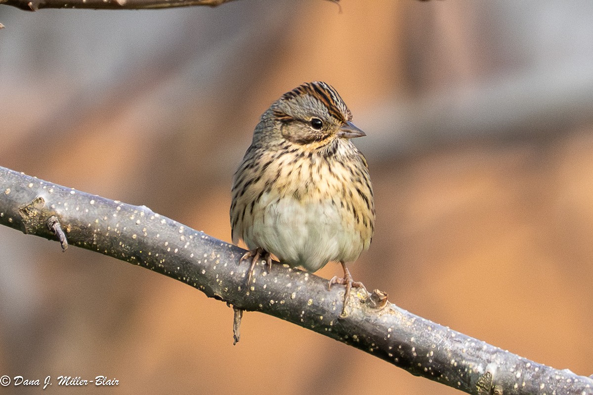 Lincoln's Sparrow - ML647045518