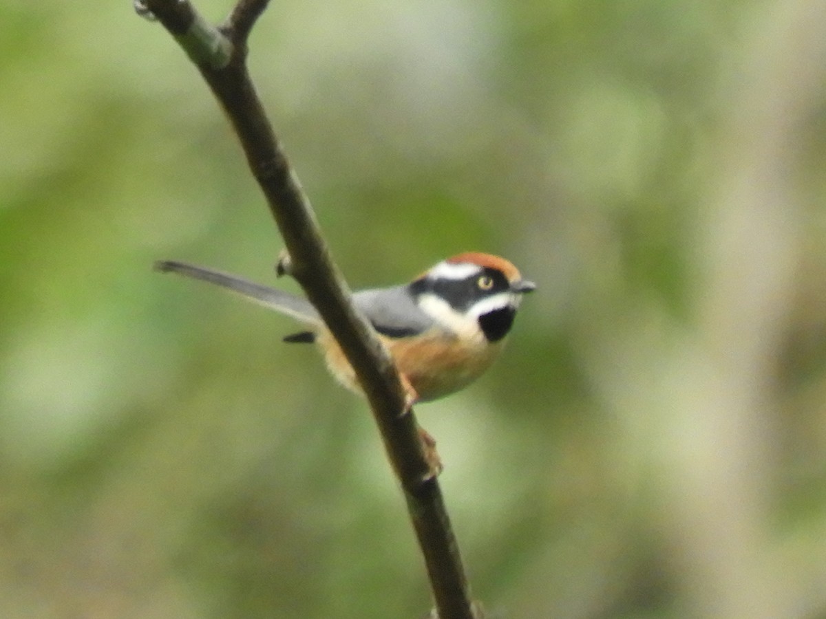 Black-throated Tit - ML647045530